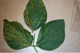 SFigure 2: Lipid synthesis inhibitor (ACCase) herbicide injury symptoms on soybean may be confused with SVNV symptoms.
