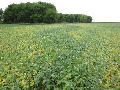 Figure 3. Vein of soybeans that are still green and filling seeds, while neighboring areas are maturing and dropping leaves - August 31, 2012