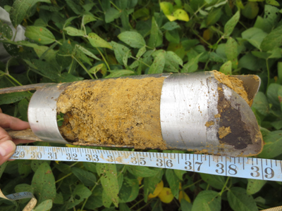 Figure 4. Soil boring in the vein of taller plants where the soil is more silty and soil moisture is greater