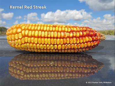 Kernel red streak