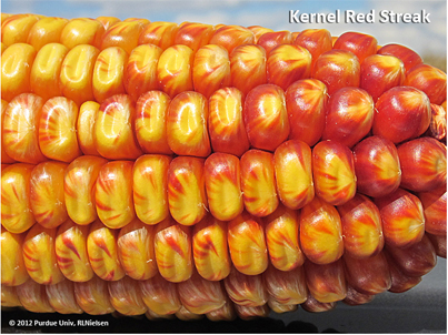 Kernel red streak