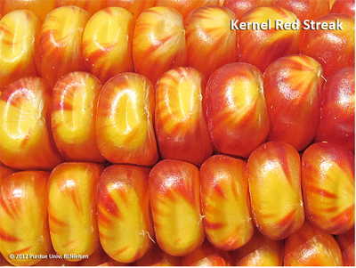 Kernel red streak