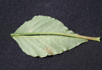 Pic 2. Palmer amaranth leaf with petiole bend back over the blade to demonstrate the length of the petiole being longer than the blade itself