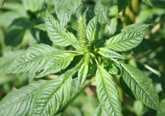 Palmer amaranth plant from above, notice the rosette leaf pattern that is similar to a poinsettia plant