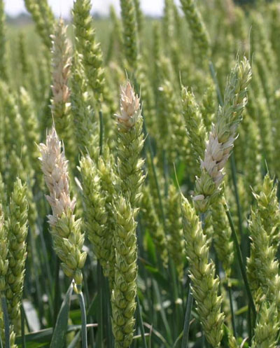 Figure 2. Bleached spikelets symptomatic of Fusarium head blight