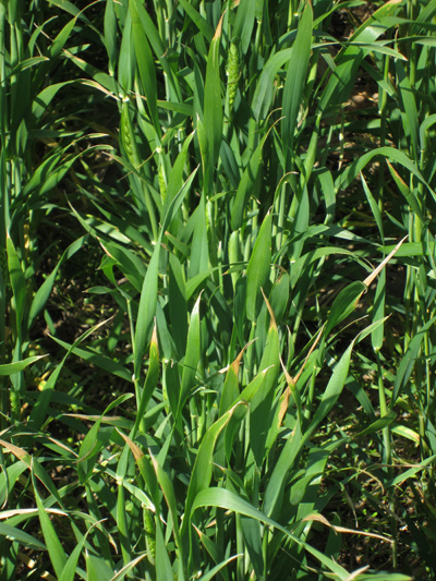 Leaf tip burn due to freezing temperatures in wheat that was jointing.