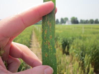 Symptoms of Septoria/Stagonospora leaf blotch on wheat