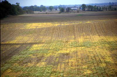 If your field looked like this weeks ago, you should be scouting it for cutworm today