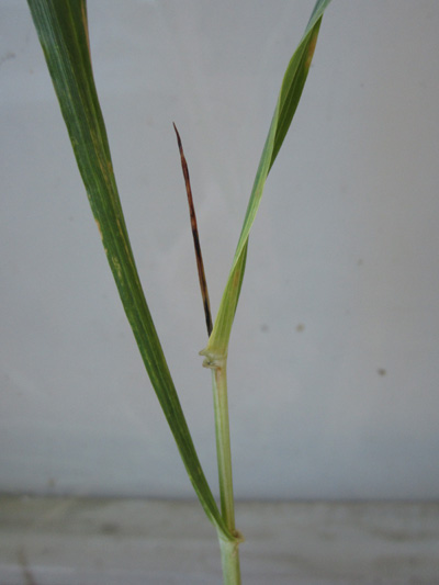 Figure 1. Growing point killed by freeze  blacken growing point, but green leaves.