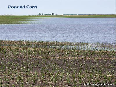 Ponded Corn