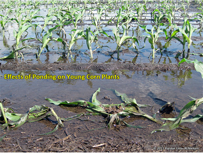 Effect of ponding on young corn plants