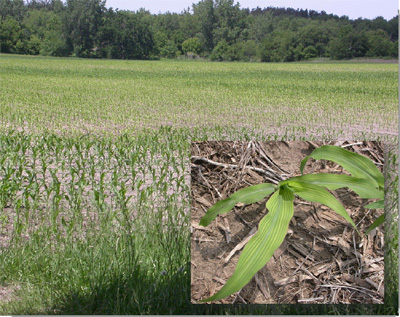 Figure 2. Areas of sulfur deficiency (pale green) and sufficiency (dark green) in an Indiana corn field caused by variations in soil properties. Young corn that is sulfur deficient may show striping as well as an overall yellow color. Photos courtesy of Jeff Nagel.