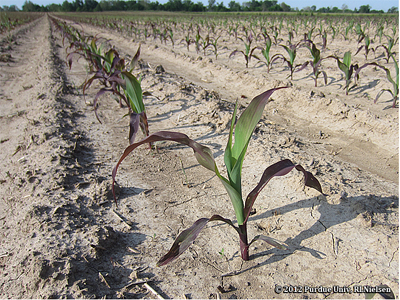 Rows of purple-leafed corn; late V3 stage of development