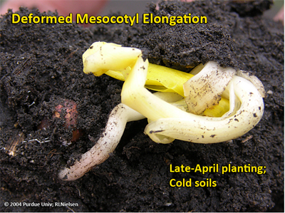Deformed mesocotyl elongation caused primarily by cold soil temperatures