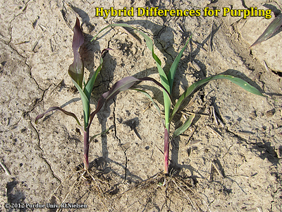 Hybrid differences for purpling; both plants V3