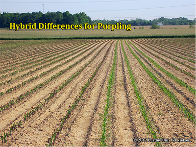 Hybrid differences for purpling