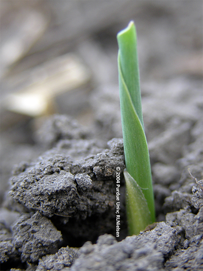 Successful emergence of leaves from the coleoptile