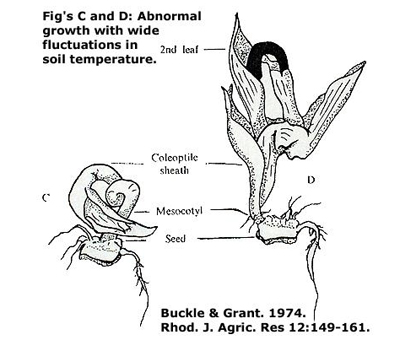 Abnormal growth with wide fluctuations in soil temperature