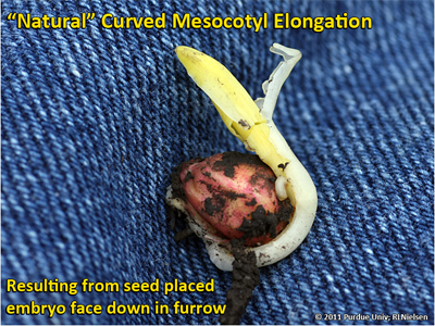 Natural curved elongation of the mesocotyl due to seed placed embryo face down in the furrow