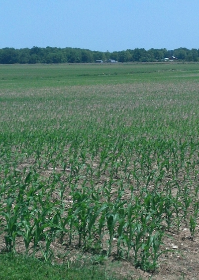 Figure 1. Field with uneven stand due to seedling blight