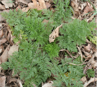 Image 1. Photo of a green and growing poison hemlock plant in a roadside ditch taken on March 7, 2012 in central Indiana