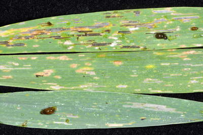 Three cereal leaf beetle larvae and damaged wheat leaves (sample provided by Gary Battles)