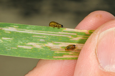 Closer view of two cereal leaf beetle larvae and damage to wheat leaf (sample provided by Gary Battles)