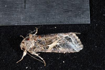 Yellowstriped armyworm moth