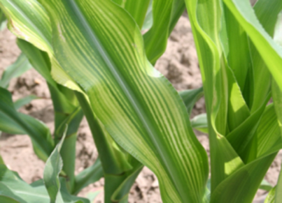 Zinc (Zn) deficiency