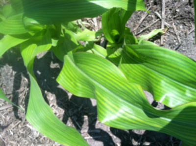 Manganese (Mn) deficiency