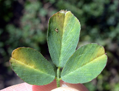 potato leafhopper burn to alfalfa