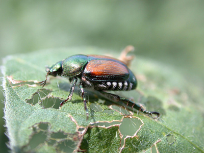 Japanese beetle and soybean defoliation