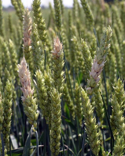 bleached spikelets symptomatic of Fusarium head blight