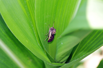 Western bean cutworm moths are often found resting down in the corn whorl during the day