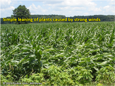 Simple leaning of plants caused by strong winds
