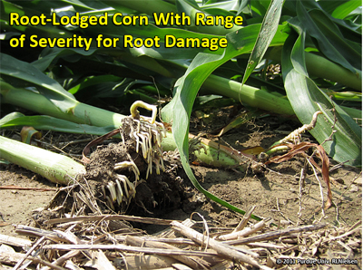 Simple leaning of plants caused by strong winds