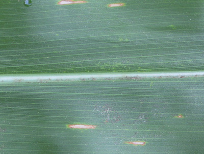 Figure 1. Early symptoms of gray leaf spot on corn