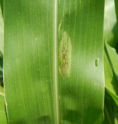 Figure 3. Early symptoms of Boss's wilt on corn include characteristic black 