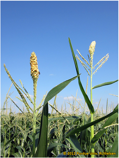 Odd looking tassel that is part tassel and part ear.