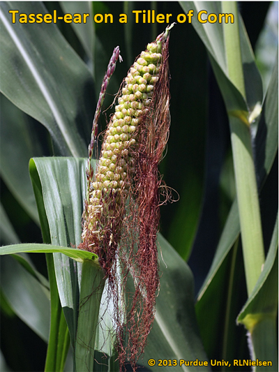 Tassel-ear on a tiller of corn.