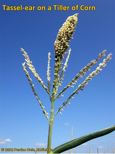 Tassel-ear on a tiller of corn.