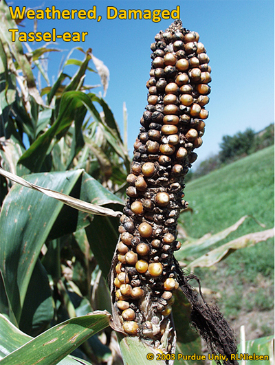 Weathered, damaged tassel-ear.