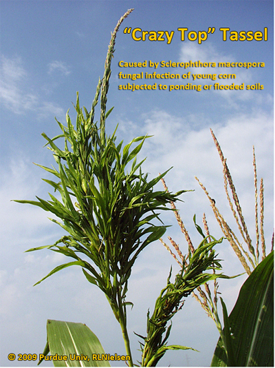 Crazy top tassel caused by Sclerophthora macrospora fungal infection of young corn subjected to ponding or flooded soils.