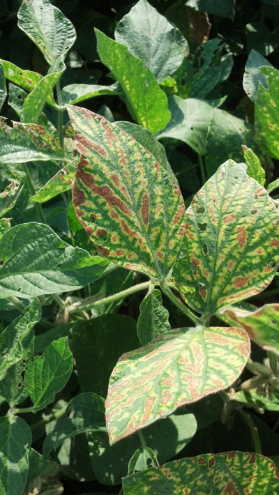 Figure 1. Foliar symptoms of sudden death syndrome (SDS) on soybean leaves.