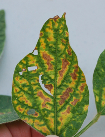 Figure 2. Foliar symptoms of sudden death syndrome (SDS) on soybean leaves.