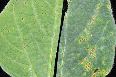 Figure 2. Comparison of brown spot (left) and bacterial blight (right) foliage symptoms.