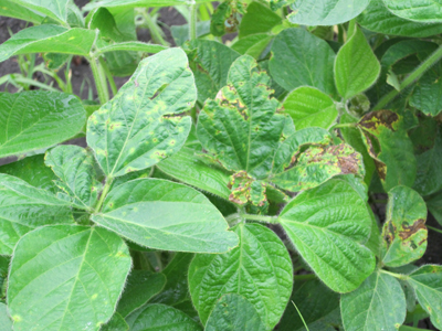 Figure 3. Angular lesions with a yellow halo and tattered leaves in the upper canopy are symptomatic of bacterial blight.
