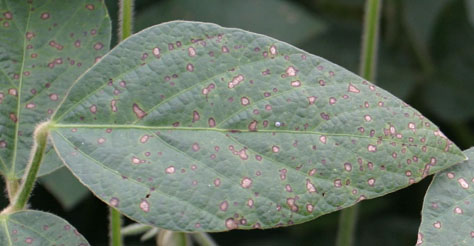 Figure 5. Symptoms of frogeye leaf spot of soybean.