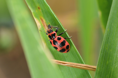 flea beetle winter survival