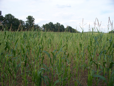 Unpleasant surprise, late-season armyworm damage in 